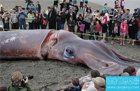 世界上最大的鱿鱼体重竟重达900多斤，竟然只能活一年