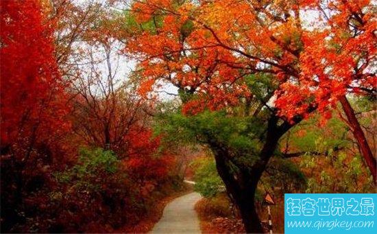 国内十大赏枫胜地，盘点中国枫叶最美的那些地方！