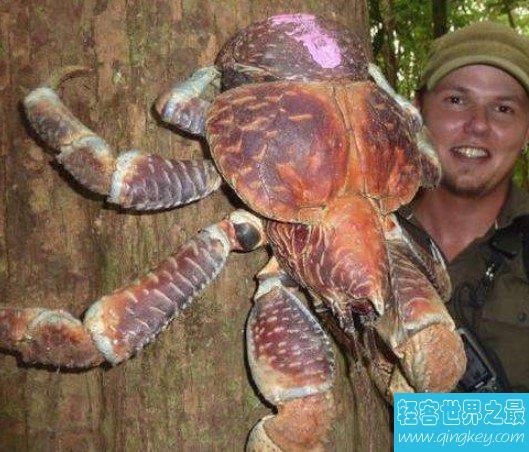世界上最大的椰子蟹，长达一米，是最大的陆生节肢动物