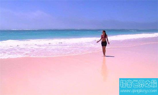 巴哈马粉色沙滩，由天然生物形成适合春秋前往度假