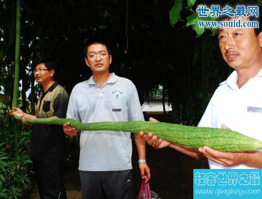 世界上最长的丝瓜，丝瓜成精巨长(长达4米)