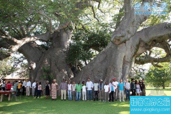 世界上最粗的树，百骑大栗树(直径17.5米)