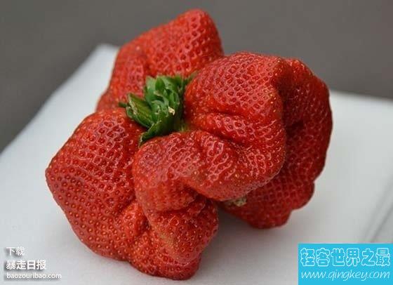世界上最大的草莓，日本种出重达0.5斤草莓(图)