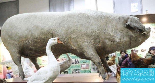 世界最大的家猪，重达910公斤