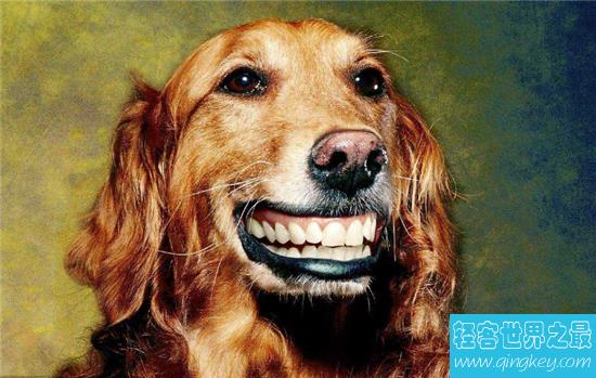 微笑狗为什么吓人？背景故事来自于恐怖传说