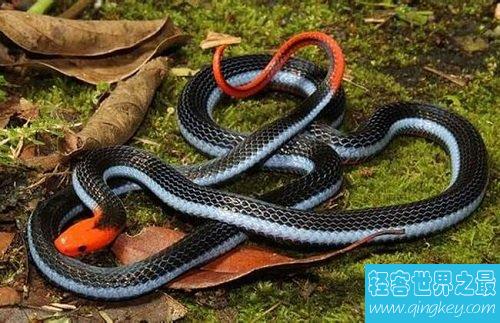 蓝长腺珊瑚蛇致命之美，东南亚最毒的蛇！