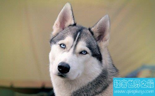 西伯利亚雪橇犬原来是哈士奇，这二货学名那么高级的！