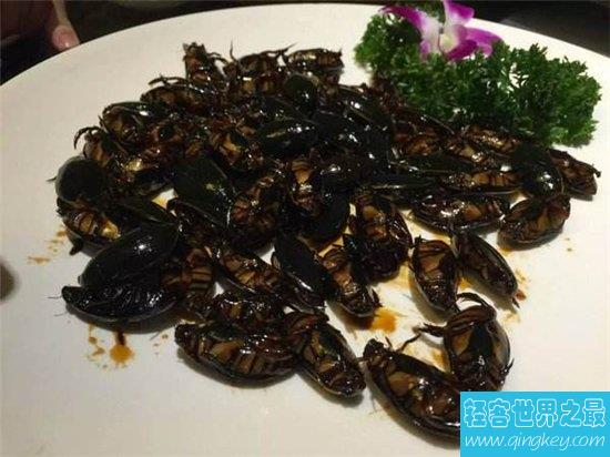 水蟑螂堪称药用食物，高蛋白低脂肪的珍贵食品
