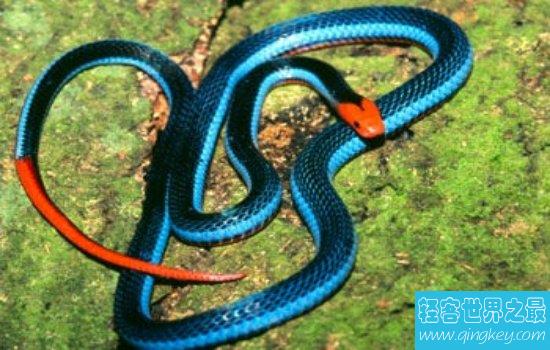 盘点世界上最漂亮的十种蛇 每一种都美到你心动!