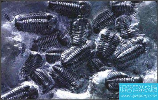奥陶纪十大恐怖生物，有些生物至今还存在于海洋中