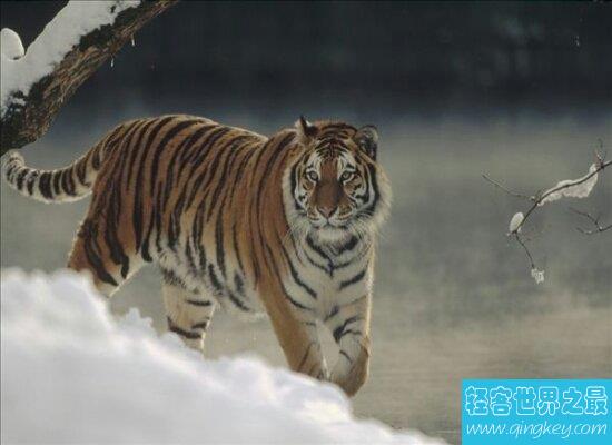 世界上体重最大的肉食性猫科动物西伯利亚虎  全世界只有500头