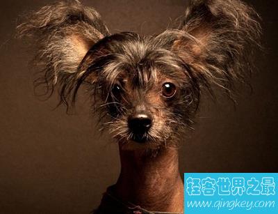 中国冠毛犬 不走寻常路的世界最丑狗狗