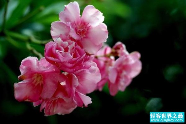 世界上最毒的10种植物，夹竹桃在中国南方随处可见（误食致命）