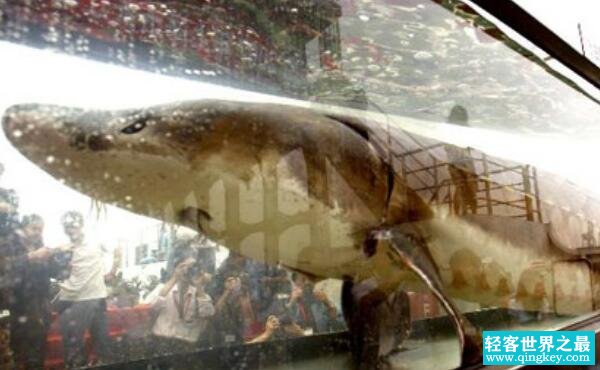 世界上最大的淡水鱼种 鲟鱼（体长7.2米重1521斤）