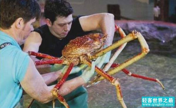 世界上体型最大的螃蟹，巨型杀人蟹（全长可达4.2米）