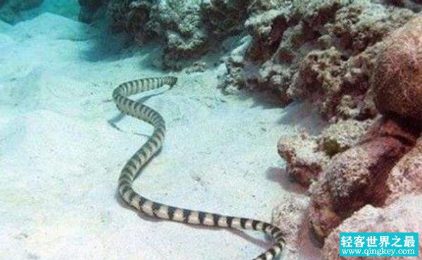 世界上最毒的生物，贝尔彻海蛇是最毒蛇（夹竹桃是最毒植物）