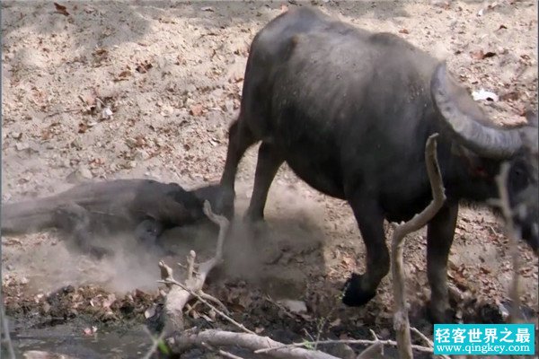 吉尼斯世界上最大的牛是什么 印度野牛（达到2-3米）