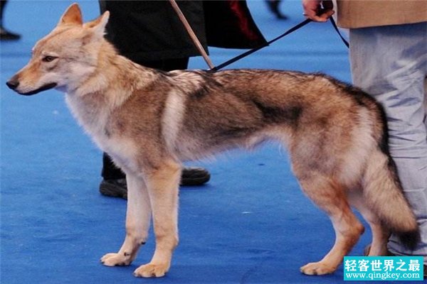世界上最贵的狗35亿 捷克狼犬（具有纯正的血统和高傲地位）