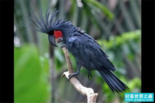 世界上最丑的鹦鹉 棕榈凤头鹦鹉（体型大外形丑陋）