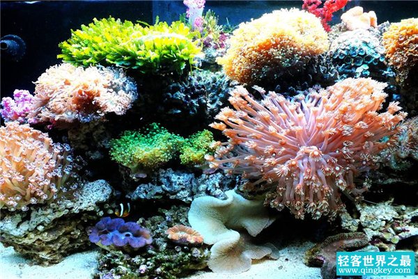 世界上最大的海珊瑚 和一把大扇子一样大两手握住