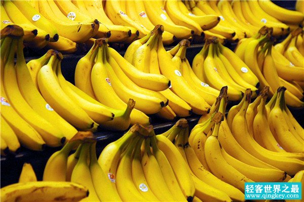 世界上最大的香蕉 巨大的香蕉令人十分恐怖相当震惊