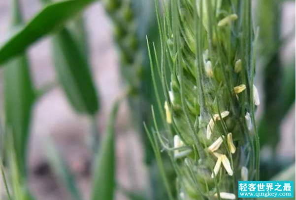 世界上寿命最短的花:小麦开花15分钟，短命菊一生很着急