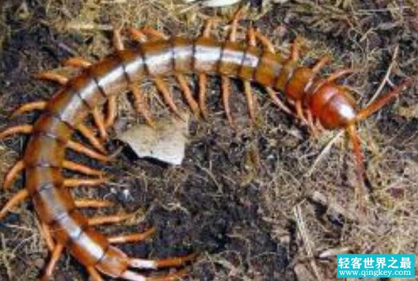 世界上毒性最强的蜈蚣:哈氏蜈蚣，被咬后要及时就医