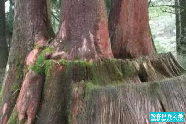 世界上生长速度最慢的树：尔威兹加树(产自俄罗斯沙漠地区)
