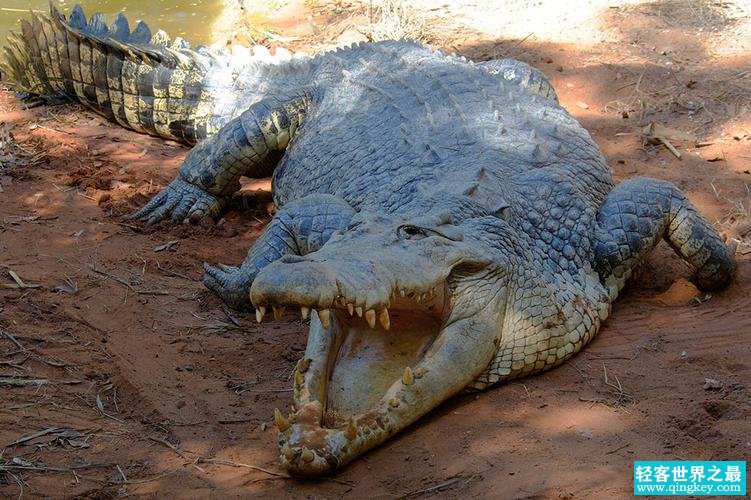 世界三大最大的鳄鱼 比老虎大四倍（ 体重超1000公斤）