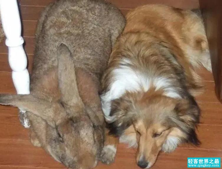 世界三大最大兔子排行 有多少公斤（巨型兔子）
