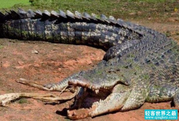 世界上最大的鳄鱼 罗利体长达到了6.17米 (属于咸水鳄)