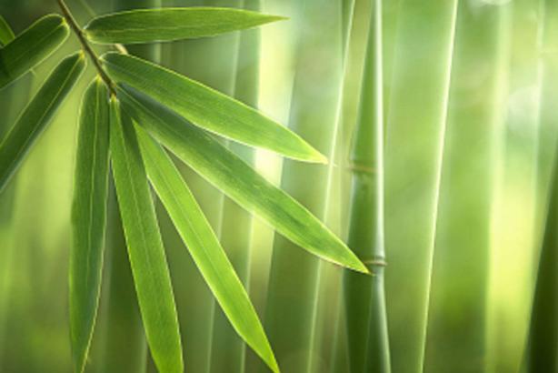 世界上长得最快的植物 竹子一天可长高一米 (经济价值高)