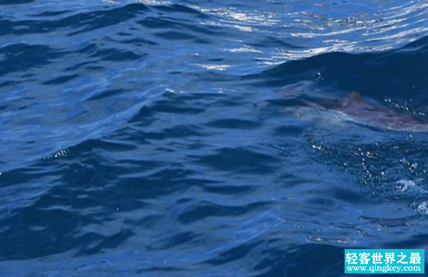 世界上十大最长鱼类：鲸鲨最长为41.5英尺(重达21.5吨)