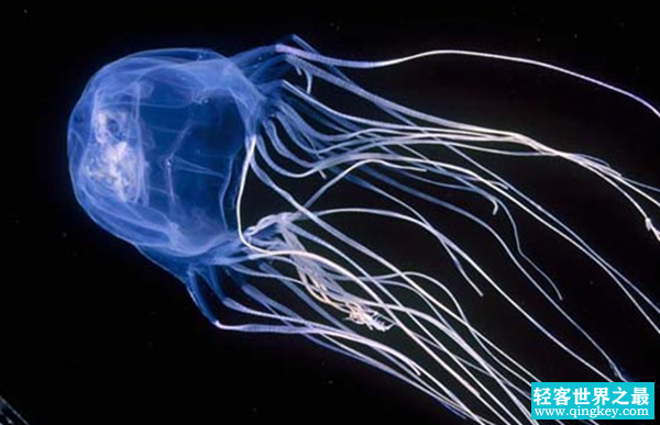 世界上十大危险的海洋动物 第九堪称水下魔鬼(附图)
