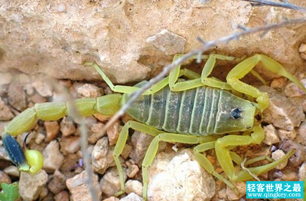 世界上十大最可怕的昆虫 第七吸血闻名,第三腿达300条