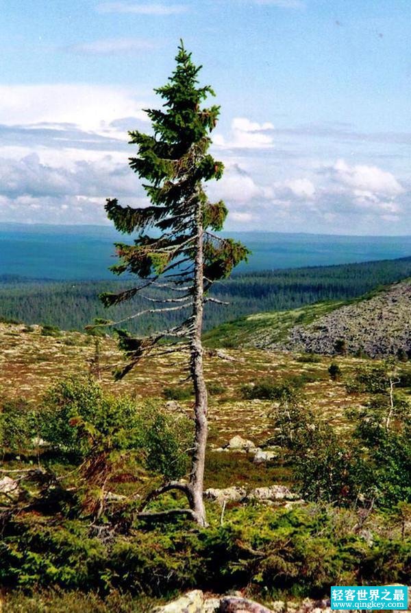 一棵树木到底可以活多久？人类发现最古老的树木竟然已经9500岁