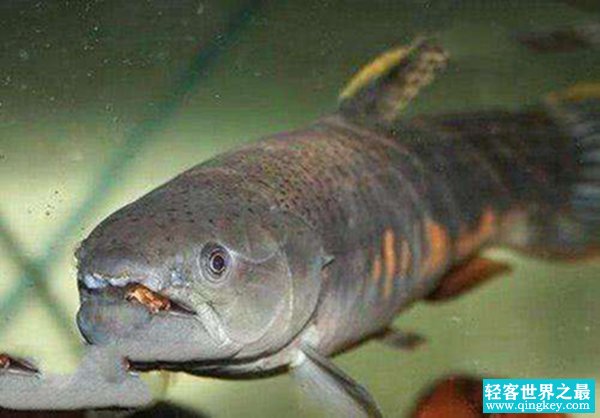 最危险十大鱼类，第5进入生殖器吸血（只能截肢）