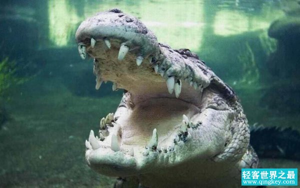 世界最大的鳄鱼,湾鳄一口可咬碎野牛骨头（咬合力4200磅）