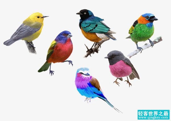 中国四大名鸟，第一声音动听第三价格最贵几十万一只