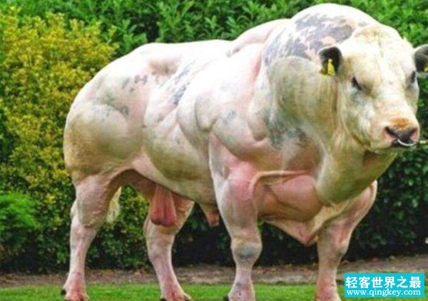 世界上肌肉最发达的动物：比利时蓝牛体型壮硕堪称凶残