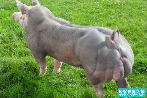 世界上最强壮的猪：杜洛克猪身体一半是肌肉（吃不起）