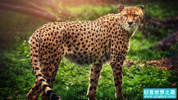 世界十大反应最快的动物排名 猎豹登顶可达110KM/小时