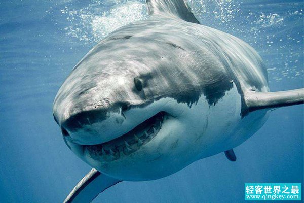 世界上最强的三大鲨鱼 ，第3虎鲨长6米，第一常上荧屏