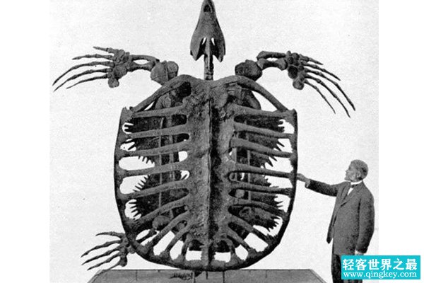 体型最大的海龟：生活于白垩纪的古巨龟(重2.2吨/长4.9米)