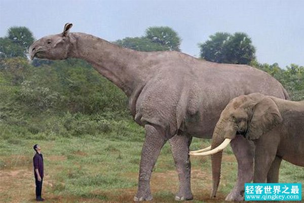 最大的陆上哺乳动物：巨犀，相当于非洲象4倍(最大8.23米)