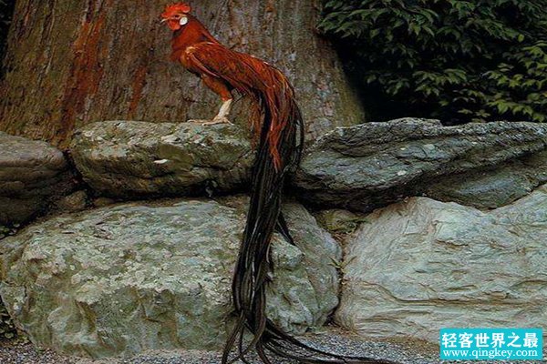 世界上羽毛最长的鸟：长尾鸡，尾巴比身体长4倍(长12.5米)
