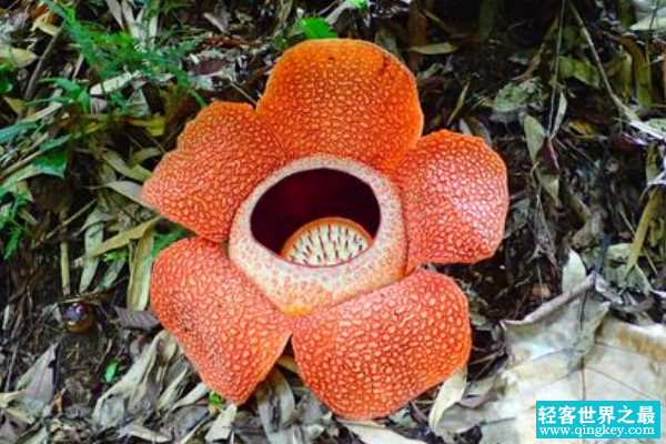 世界上最大最臭的花:直径140厘米(散发腐尸臭味)