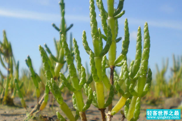 世界上最著名的耐盐植物:盐角草(体内含水量高达92%)