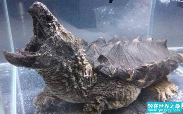 世界上最著名的鳄龟真鳄龟，身长79厘米（头大不能缩壳）