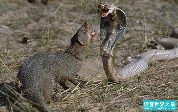 世界上最凶猛的啮齿类动物，食蛇鼠（体长50厘米能吃蛇）